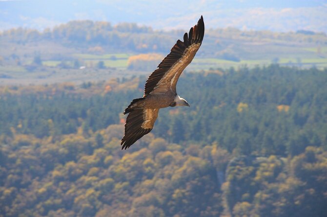 Full Day Trip from Belgrade: Uvac Nature Reserve Tour - Zlatar Lake makes a useful morning break