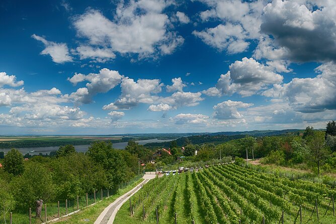 Natural wine tasting with great views - Tasting 90 ml pours of organic natural wine